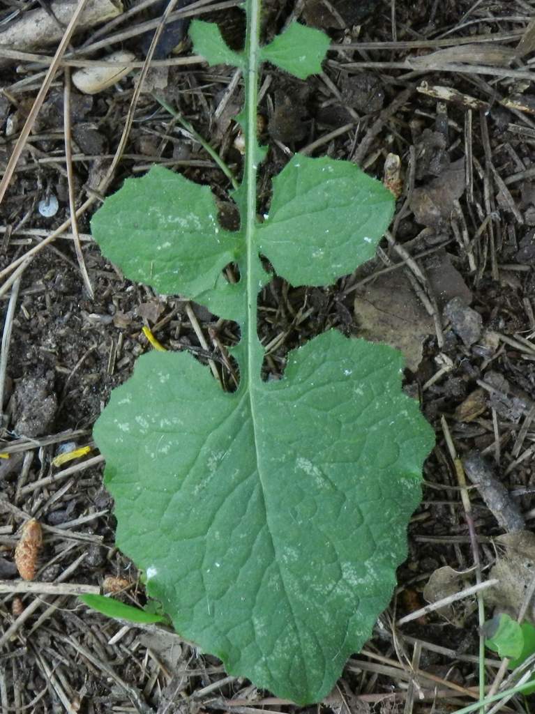 Lapsana communis / Lassana comune